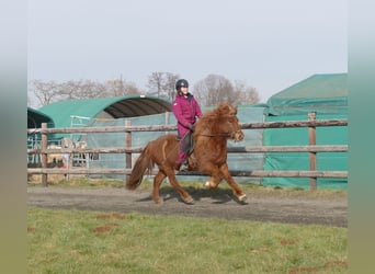 Caballos islandeses, Caballo castrado, 12 años, 141 cm, Alazán