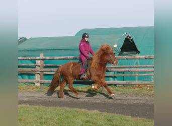 Caballos islandeses, Caballo castrado, 12 años, 141 cm, Alazán