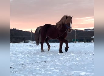 Caballos islandeses, Caballo castrado, 12 años, 142 cm, Alazán-tostado