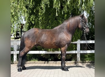 Caballos islandeses, Caballo castrado, 12 años, 142 cm, Negro