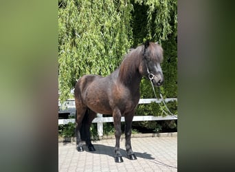 Caballos islandeses, Caballo castrado, 12 años, 142 cm, Negro