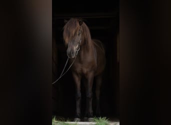 Caballos islandeses, Caballo castrado, 12 años, 142 cm, Negro