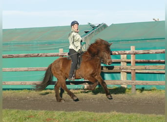 Caballos islandeses, Caballo castrado, 12 años, 142 cm, Negro