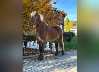 Caballos islandeses, Caballo castrado, 12 años, 143 cm, Alazán-tostado