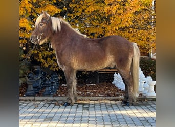 Caballos islandeses, Caballo castrado, 12 años, 143 cm, Alazán-tostado