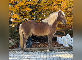 Caballos islandeses, Caballo castrado, 12 años, 143 cm, Alazán-tostado