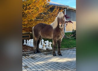 Caballos islandeses, Caballo castrado, 12 años, 143 cm, Alazán-tostado