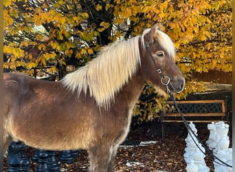 Caballos islandeses, Caballo castrado, 12 años, 143 cm, Alazán-tostado