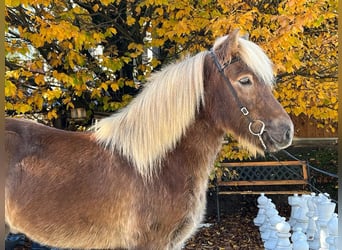 Caballos islandeses, Caballo castrado, 12 años, 143 cm, Alazán-tostado