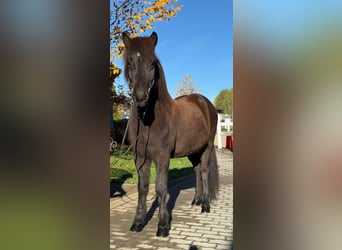 Caballos islandeses, Caballo castrado, 12 años, 143 cm, Negro