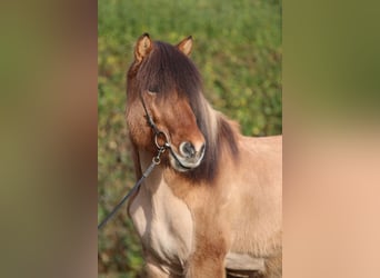 Caballos islandeses, Caballo castrado, 12 años, 145 cm, Bayo
