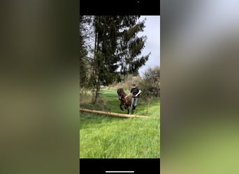 Caballos islandeses, Caballo castrado, 12 años, 147 cm, Castaño