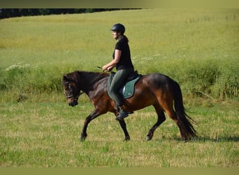 Caballos islandeses, Caballo castrado, 12 años, 147 cm, Castaño