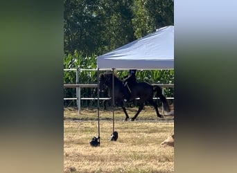 Caballos islandeses, Caballo castrado, 12 años, 150 cm, Negro