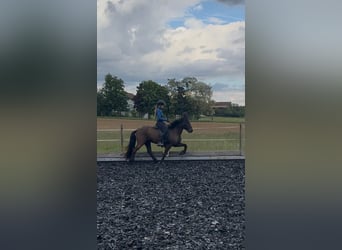 Caballos islandeses, Caballo castrado, 12 años, 150 cm, Negro