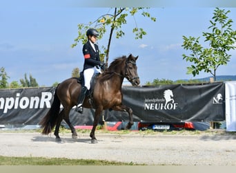 Caballos islandeses, Caballo castrado, 12 años, 150 cm, Negro