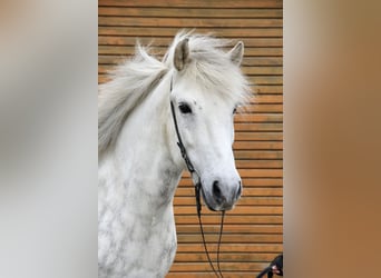 Caballos islandeses, Caballo castrado, 12 años, 152 cm, Tordo