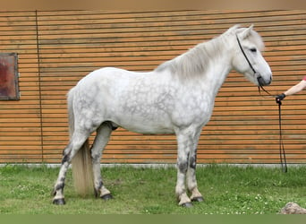 Caballos islandeses, Caballo castrado, 12 años, 152 cm, Tordo