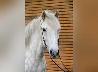 Caballos islandeses, Caballo castrado, 12 años, 152 cm, Tordo