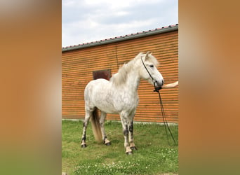 Caballos islandeses, Caballo castrado, 12 años, 152 cm, Tordo