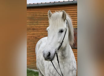 Caballos islandeses, Caballo castrado, 12 años, 152 cm, Tordo