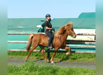 Caballos islandeses, Caballo castrado, 12 años, 155 cm, Alazán