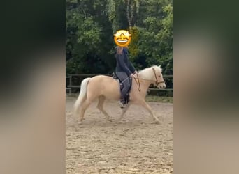 Caballos islandeses, Caballo castrado, 13 años, 130 cm, Palomino