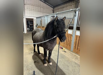 Caballos islandeses, Caballo castrado, 13 años, 135 cm, Negro