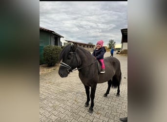 Caballos islandeses, Caballo castrado, 13 años, 135 cm, Negro