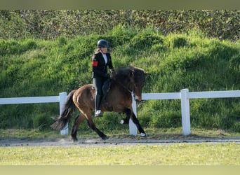Caballos islandeses, Caballo castrado, 13 años, 138 cm, Castaño