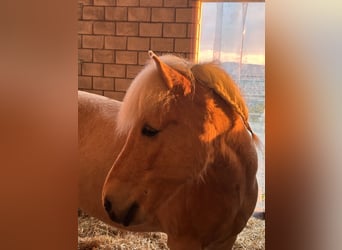 Caballos islandeses, Caballo castrado, 13 años, 138 cm, Palomino