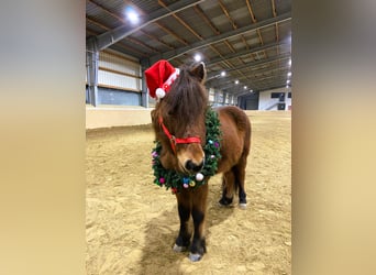 Caballos islandeses, Caballo castrado, 13 años, 139 cm, Castaño