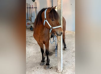 Caballos islandeses, Caballo castrado, 13 años, 139 cm, Castaño