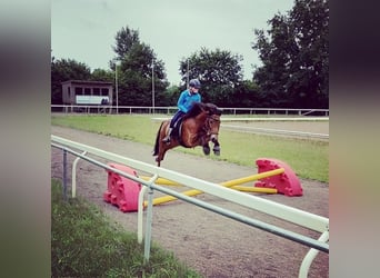 Caballos islandeses, Caballo castrado, 13 años, 139 cm, Castaño