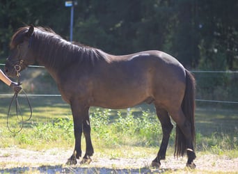 Caballos islandeses, Caballo castrado, 13 años, 139 cm, Negro