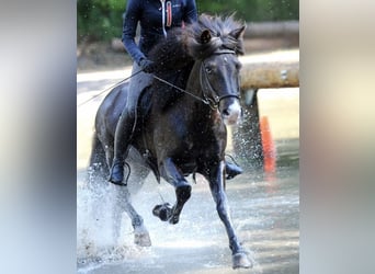 Caballos islandeses, Caballo castrado, 13 años, 141 cm, Negro