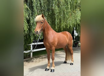 Caballos islandeses, Caballo castrado, 13 años, 142 cm, Alazán