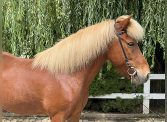 Caballos islandeses, Caballo castrado, 13 años, 142 cm, Alazán