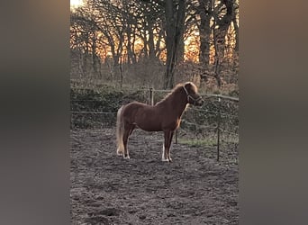 Caballos islandeses, Caballo castrado, 13 años, 143 cm, Alazán