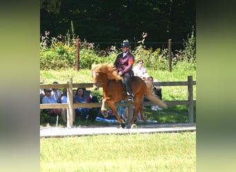 Caballos islandeses, Caballo castrado, 13 años, 144 cm, Alazán