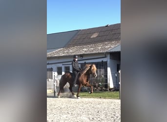 Caballos islandeses, Caballo castrado, 13 años, 144 cm, Alazán-tostado