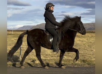 Caballos islandeses, Caballo castrado, 13 años, 144 cm, Negro