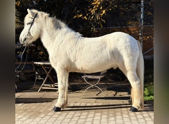 Caballos islandeses, Caballo castrado, 13 años, 144 cm, Tordo