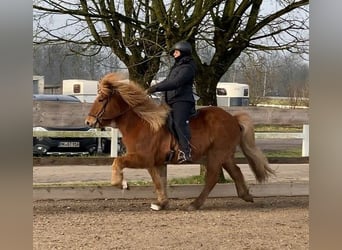 Caballos islandeses, Caballo castrado, 13 años, 145 cm, Alazán