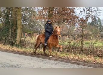 Caballos islandeses, Caballo castrado, 13 años, 145 cm, Alazán