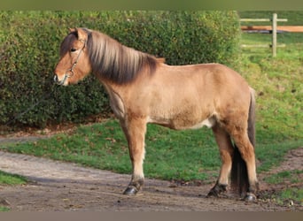 Caballos islandeses, Caballo castrado, 13 años, 145 cm, Bayo