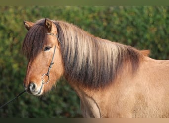 Caballos islandeses, Caballo castrado, 13 años, 145 cm, Bayo