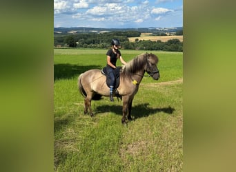 Caballos islandeses, Caballo castrado, 13 años, 145 cm, Bayo