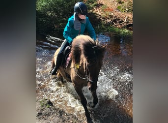 Caballos islandeses, Caballo castrado, 13 años, 145 cm, Bayo