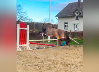 Caballos islandeses, Caballo castrado, 13 años, 145 cm, Bayo